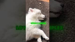 The most fluffloaded dog breed, Meet the JAPANESE SPITZ #japanesespitz