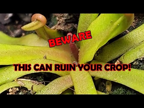 Buying houseplants at local garden centers? Beware of pests!
