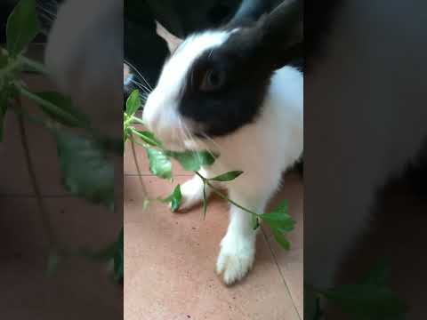 #bunny #asmr #rabbit #bts #funny #trending #love  #cute #shortsvideo #trendingshorts #trending #new