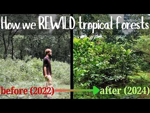 Restoration of Tropical Forests - in depth tour & guide to how we REWILD and RESTORE BIODIVERSITY