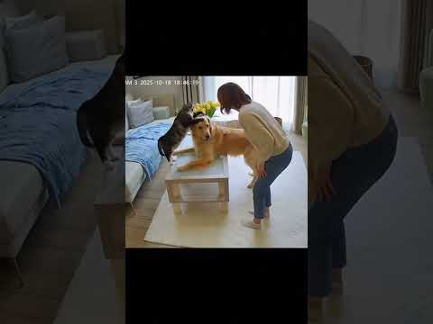 Caught on Camera: The Cat Blamed the Dog! 😂🐱🐶” #animals #cat #dog #catlovers #cute #funny