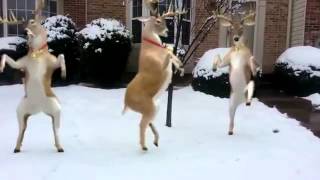 Best Xmas Dancing Deer