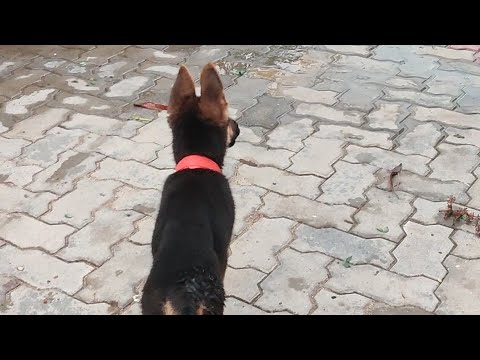 Part -4 GUGGU Barking 👿👿 || Angry Guggu👿