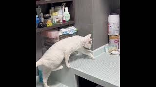 How to Create Instagram-Worthy Cat Content! 🐱📸