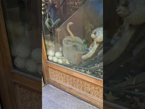 Illegal Wildlife Trade in Cairo, Egypt #crime #truecrime
