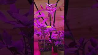 Facts About Space Gardening