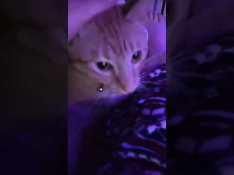 Introduction to my Cat