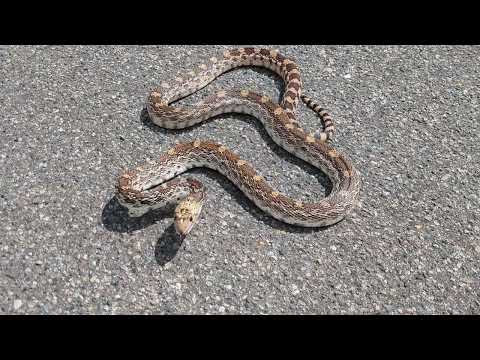 Bullsnake "rattling"