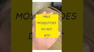 #dailyposting #mindblowingai #mosquitoes