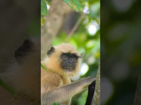 apexal lens photography #youtubeshorts #wildlife #apexel#shorts #monkey