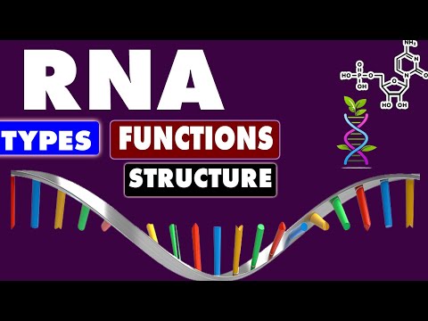 RNA MDCAT Biology Lecture |RNA STRUCTURE|FUNCTION|Ribonucleotides|Genetics|Biology Tips and Tricks