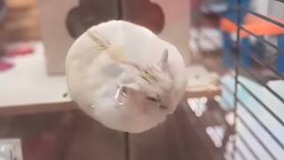 UNUSUAL MEMES COMPILATION V320