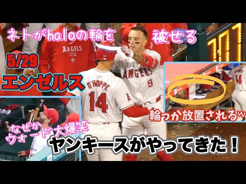 オーラがすごいヤンキース❗️トラ兄とドンがベンチに！ウォードが見たことないくらい爆笑𐤔オホッピーHRでネトのお出迎えが可愛すぎた♡