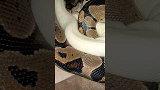 #ballpython & #piedballpython 🐍#snake #viralvideo #foryou #reptiles #animals #fypシ