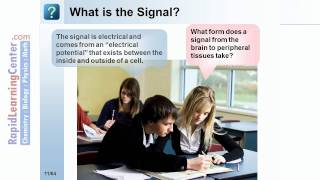 Rapid Learning: Nervous System - What is the Nervous System?