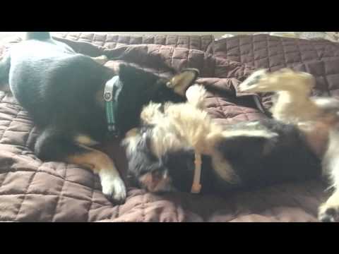 Shiba inu and Schnauzer/Terrier mix puppy play