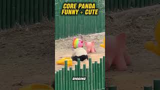Funniest Panda Moments Caught on Camera! 🎥😂