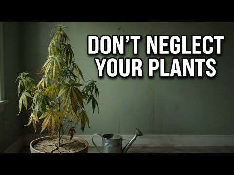 Why You Shouldn’t Neglect Your Plants! Day 42 Update/ With A Little Rambling