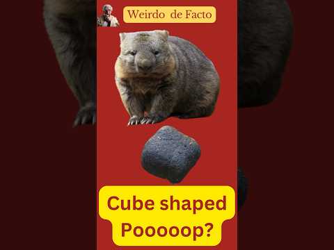 Weirdo de facto - cube shaped poop? #weirdfact #shorts #funfacts