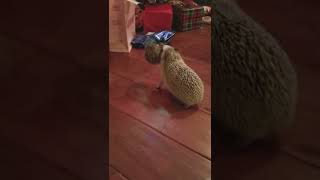SCARY HOW HEDGIE BOO HEDGEHOG CARRIES HER BABIES 🤯🦔