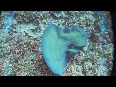 Dive - Guam - 01-07-2020 - Whales & Gab Gab II