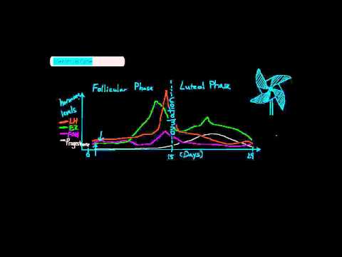 Normal Menstrual Cycle [UndergroundMed]