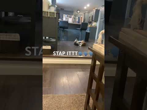 best way to get cats to stop fighting #cats #orangecat #funny #funnyanimals