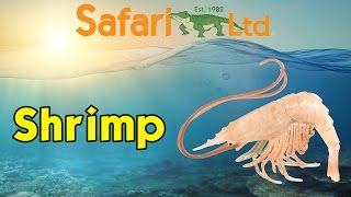 Safari Ltd Incredible Creatures Shrimp