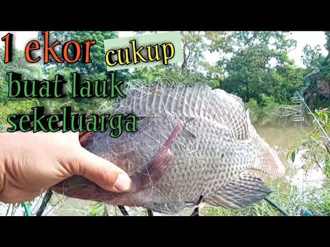 waktu yang tepat untuk mancing jaring