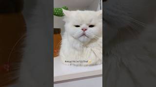 Don’t Mess With Grumpy Cat🫨 #grumpycat #cutecat #funnycat