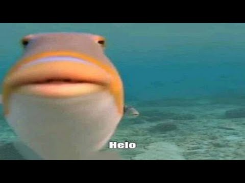 what the fish doin