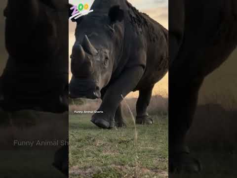 Before & After Animals Growing Up. Amazing Animal Transformation ✅ #animalsofyoutube #shortsviral