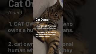 Are you a cat owner? 😂🐈 #PetLovers #catreelstagram