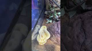 #AlbinoBurmesePython#PythonLovers#SnakeEnthusiast#ReptileLove#Herpetology#AlbinoPython#ពស់ថ្លាន់ភូមា