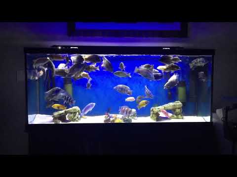 120 gal Mix Cichlids