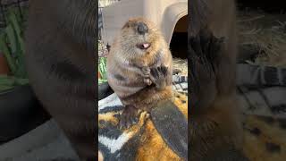 How are you this cute?? Tulip 🌷 #beavers #cute #tulipbeaver