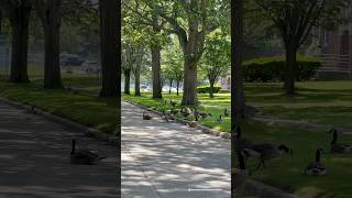 Gaggle of Geese in the Shadows 🪿🌒 | Pilgrim Psychiatric Center Grounds