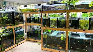 It’s Been a While… Here’s What’s New in My Fish Room!