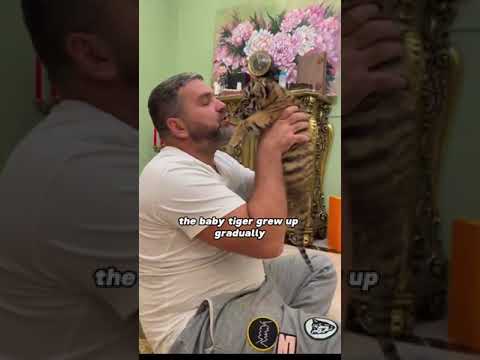 A man with an abandoned tiger cub 🥰🥰🥰 #foryou #shortvideo #shorts #animals #pet #tiger
