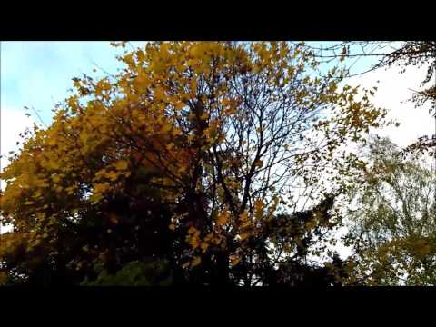 Eternell - Fading Memories