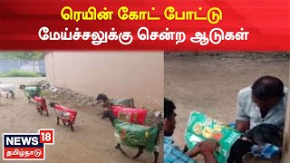 Thanjavur | ரெயின் கோட் போட்டு மேய்ச்சலுக்கு சென்ற ஆடுகள் - சுவாரஸ்ய சம்பவம் | Goats Wear Raincoat