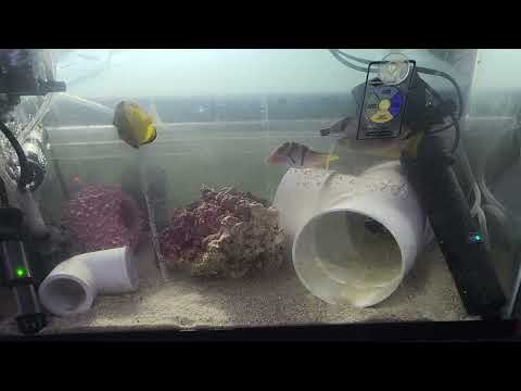fish improving