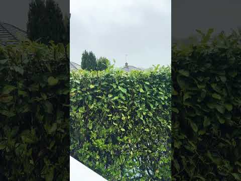 Calm English rain