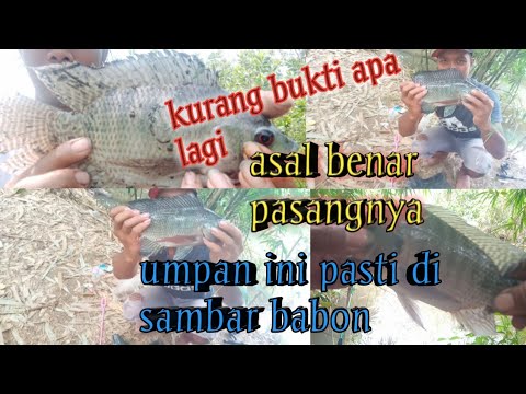 penyelamatan yang penuh dramatis || mancing nila umpan udang dan cara pasang udangnya