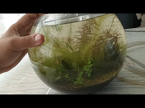 The EASIEST way to keep plants in your Aquarium 