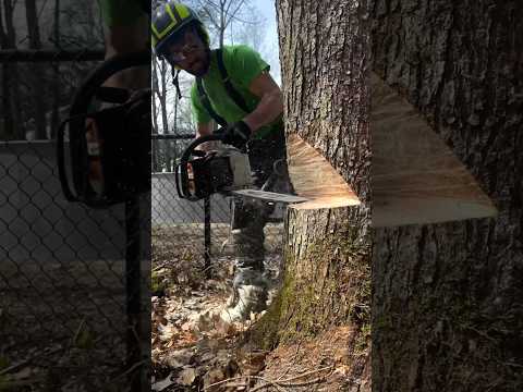 I Could Watch Tree Cutting All Day 🤤 #shorts