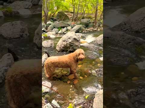 Enjoying a Beautiful Day Creekside With My Fluffy Dog #beautiful #dog #explore #viral #views
