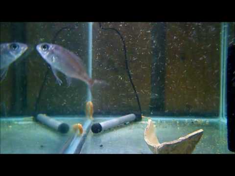 Ophthalmotilapia ventralis