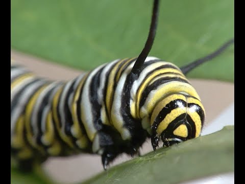 The Very Hongry Caterpillar