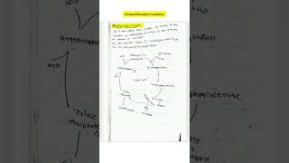 Calvin cycle || C3 cycle || complete topic answer | #alwayseducationacademy #exam #biology